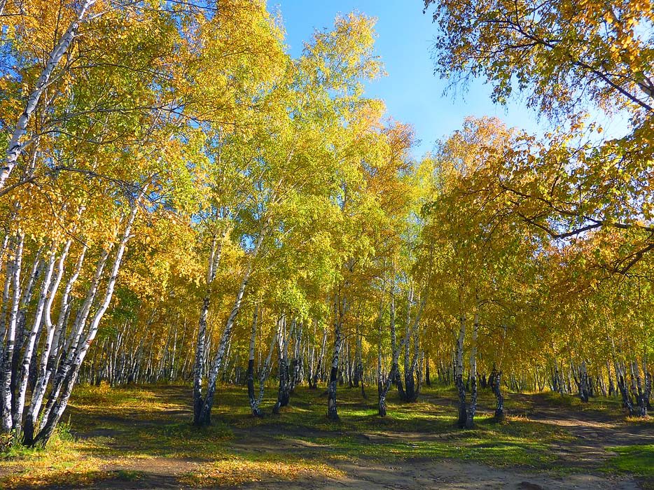 �������� ����