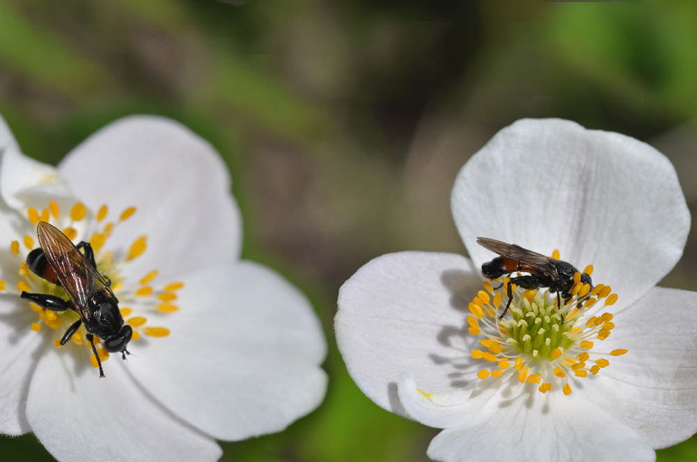   [Xylota sp.]