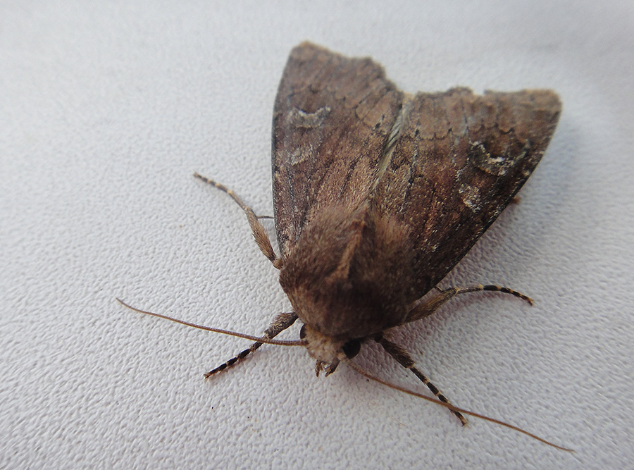 Apamea lateritia