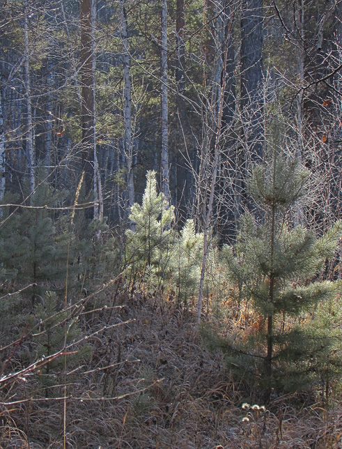 ���������� ������