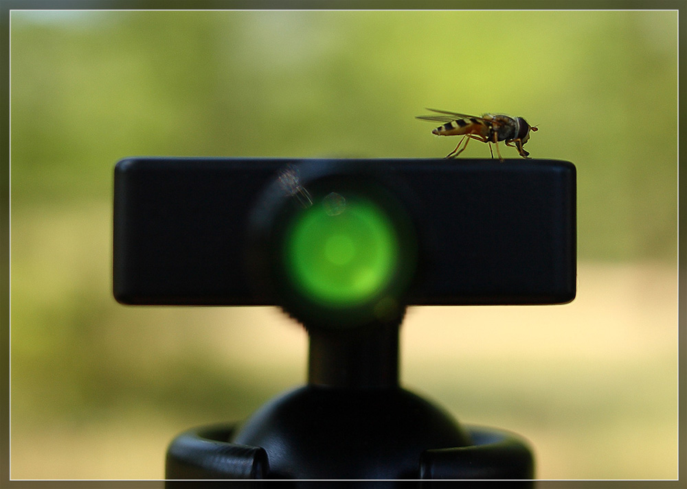 ���� "������"