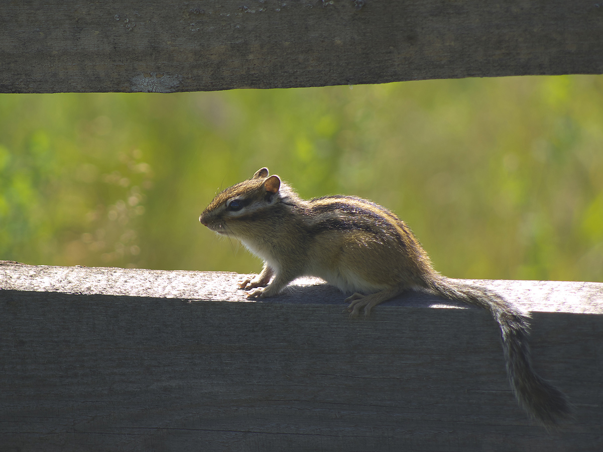 ������ ����� � �������