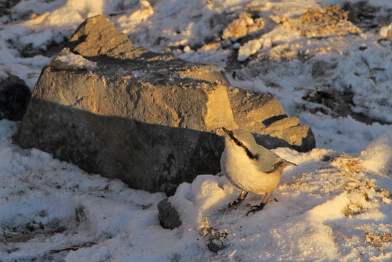 "����-������ ������?"