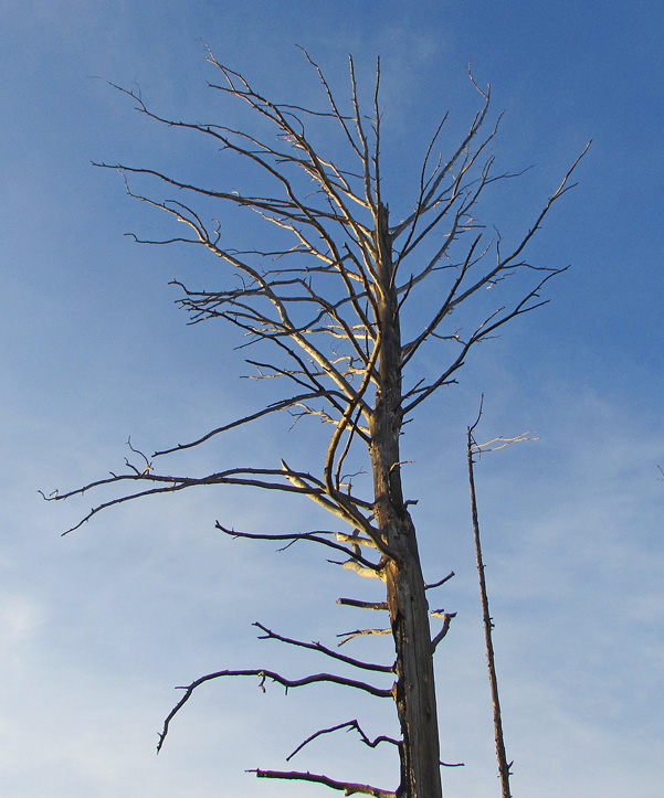 ����� ������