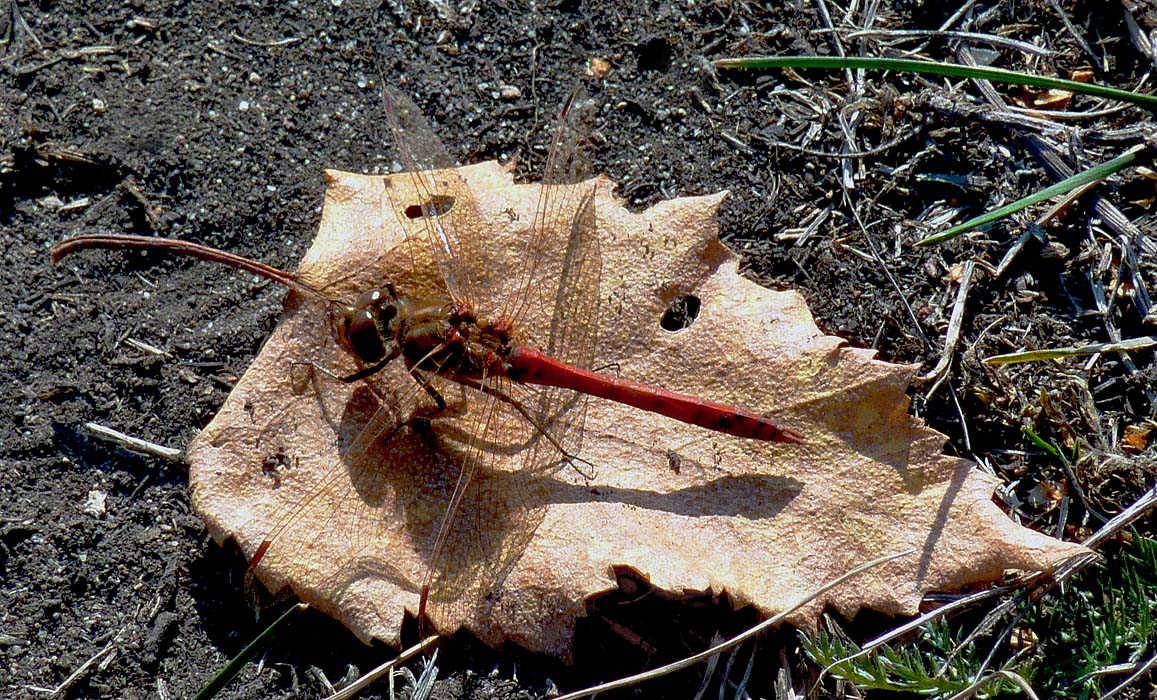 �� �����-�������