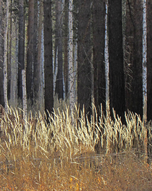 � ��������