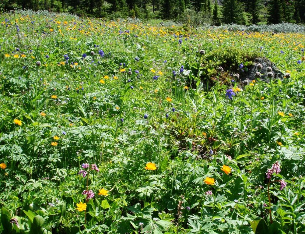 ������ ����� 1