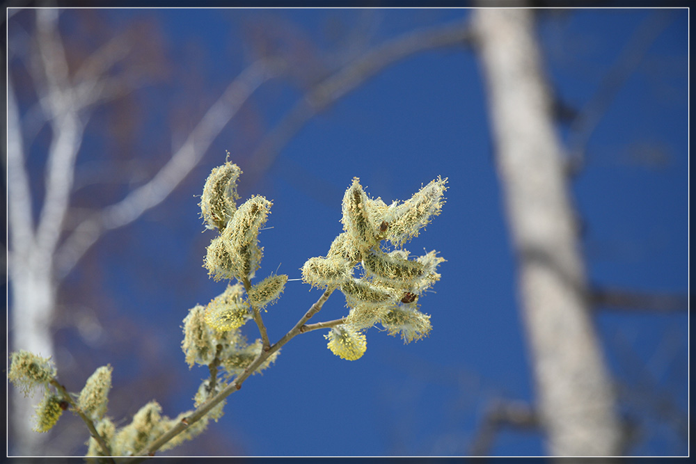 ������� ���������