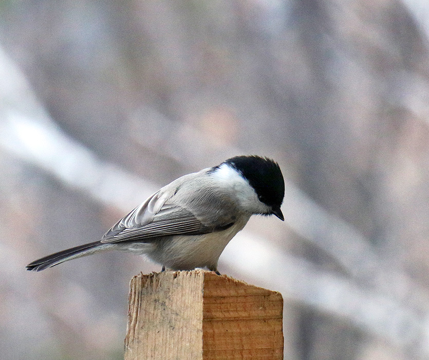 �� �������������