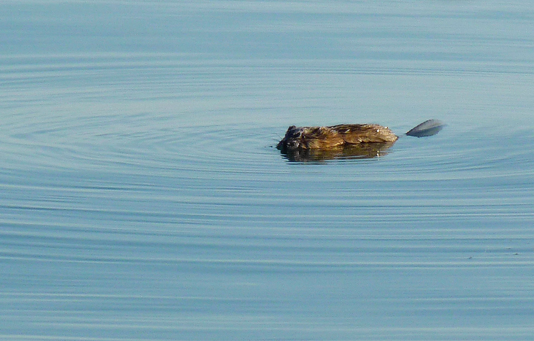 �������?