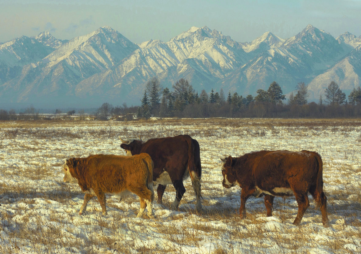 ��� �����