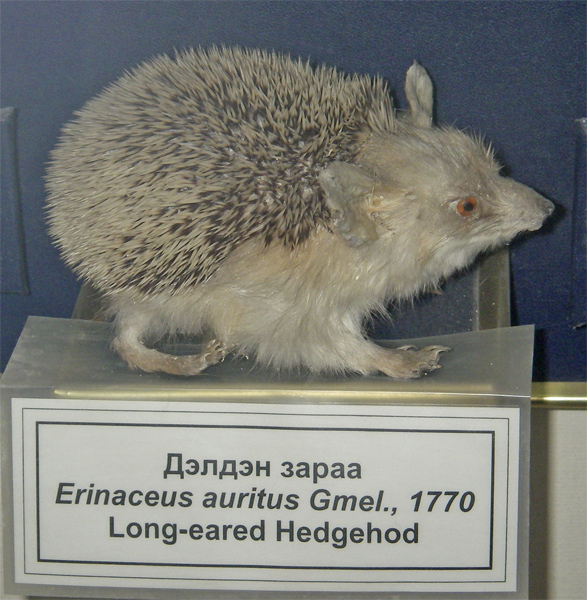 Самый страшный зверь