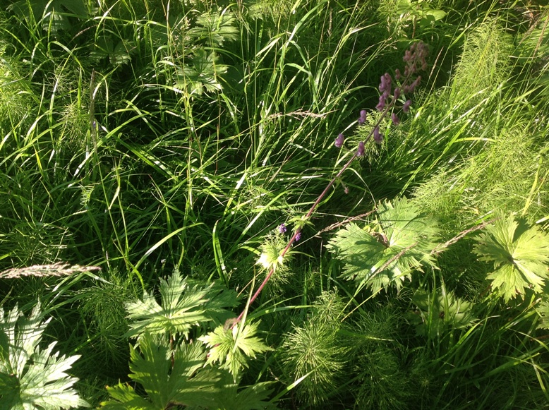 ������ �����������