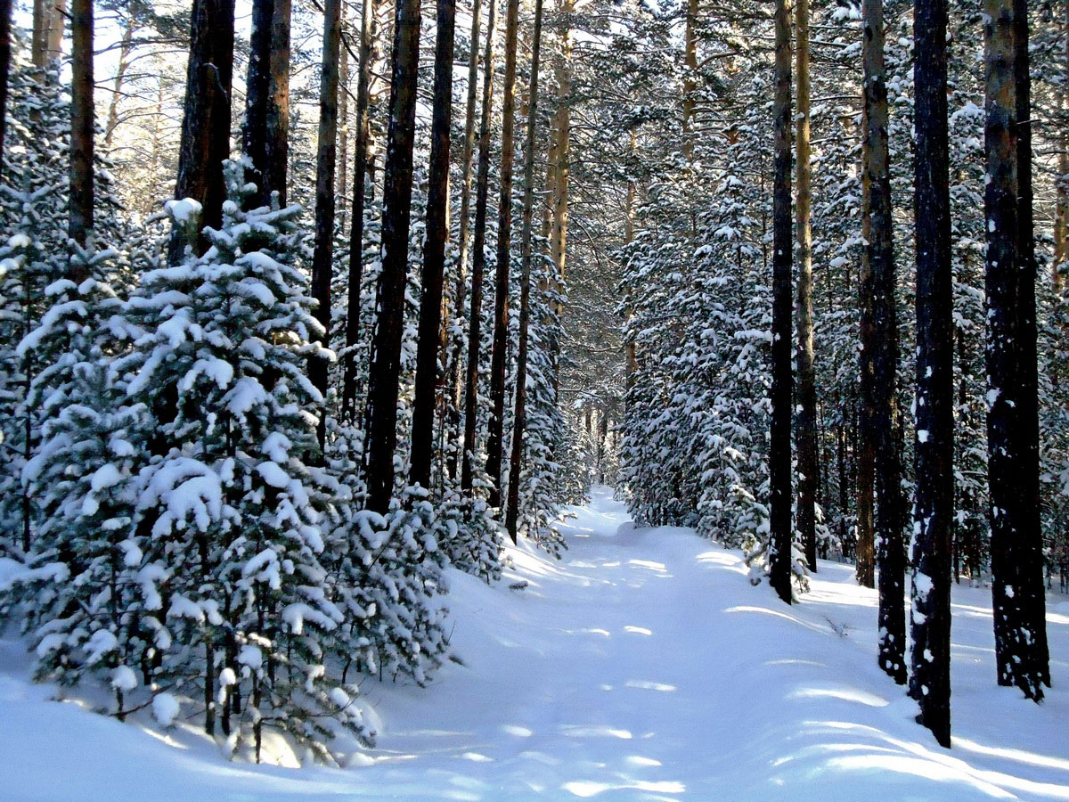 ��������� ����