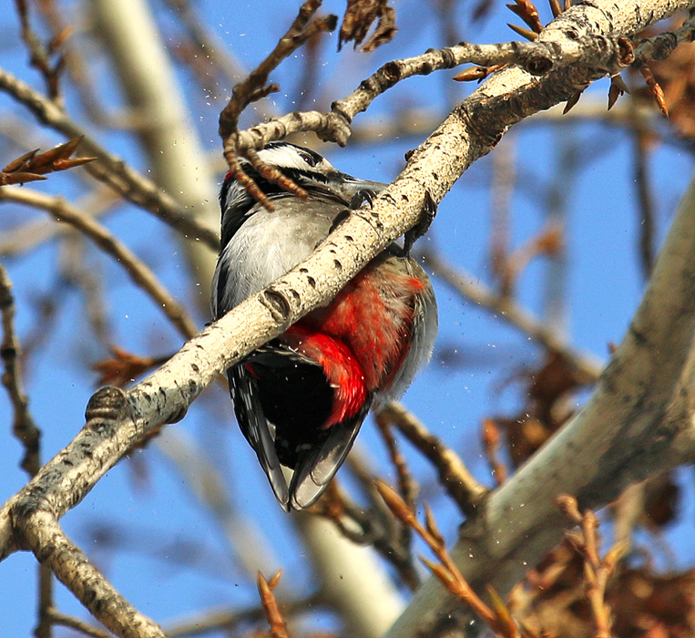 ��� ����� - ����� �����