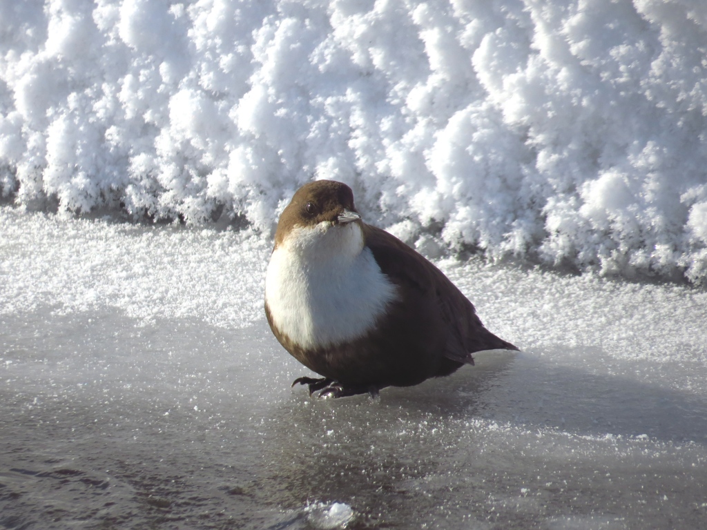 ������ �� �.������