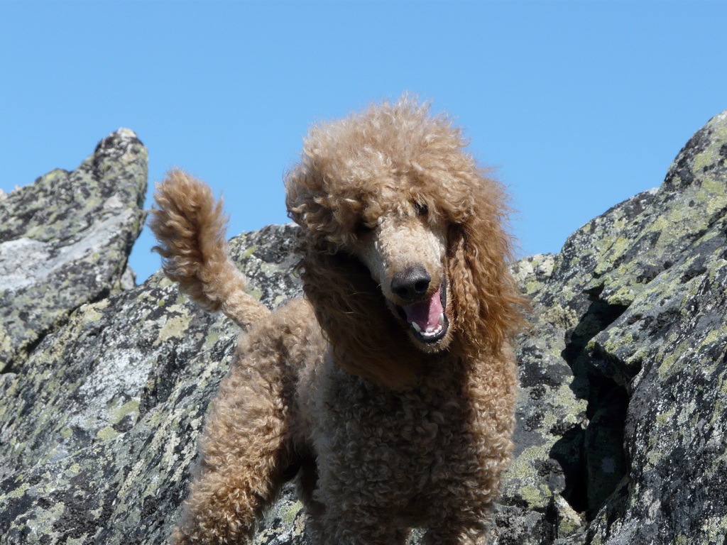 ������ ��������