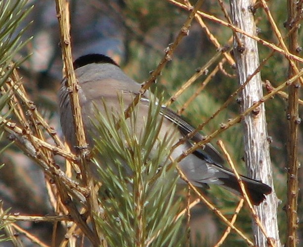 ����� ���������