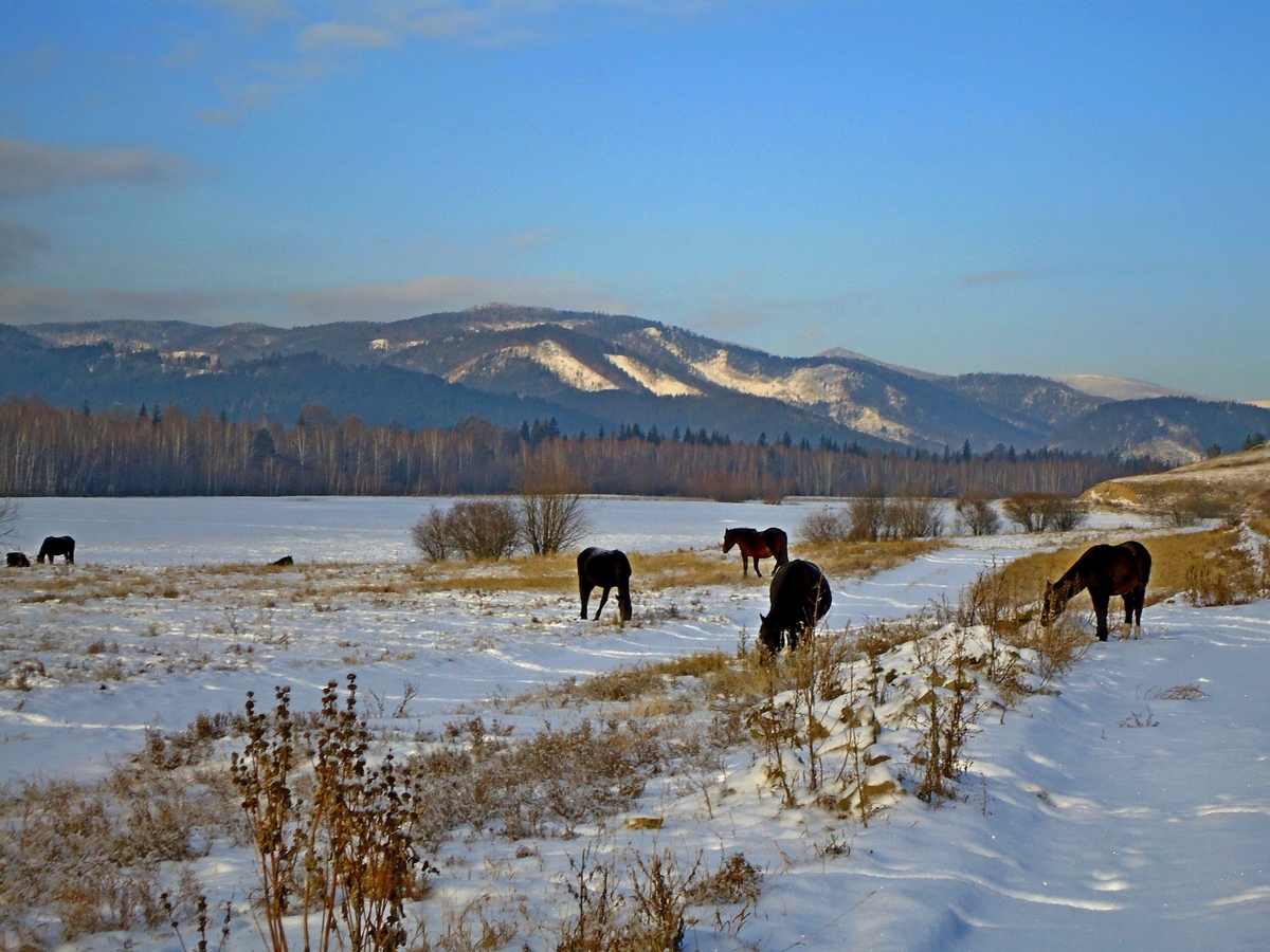 ������ ����