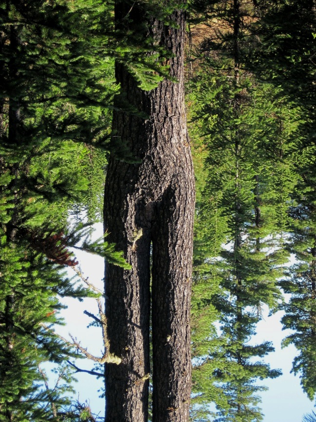 ��, ����� �����