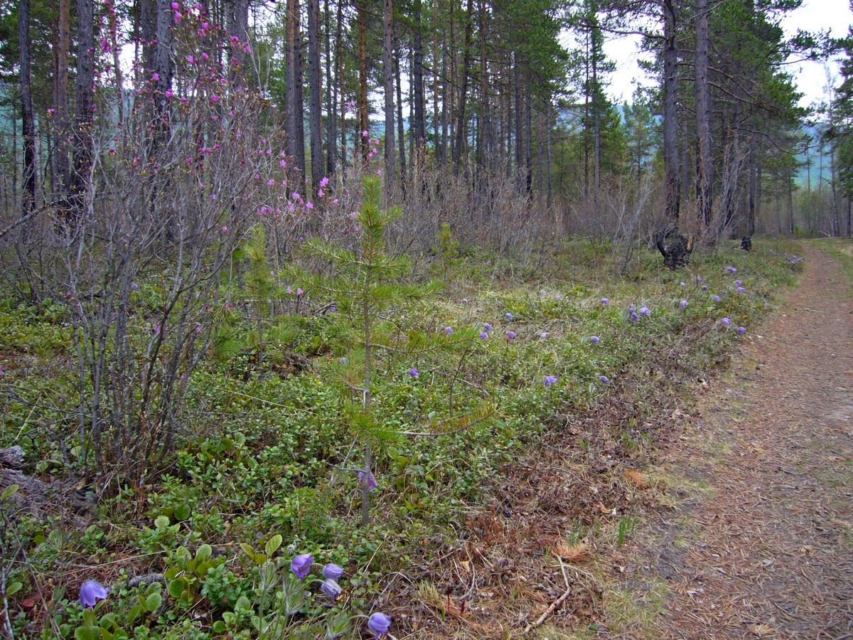 ����� �� �������