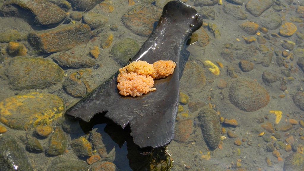 ������ ����������?