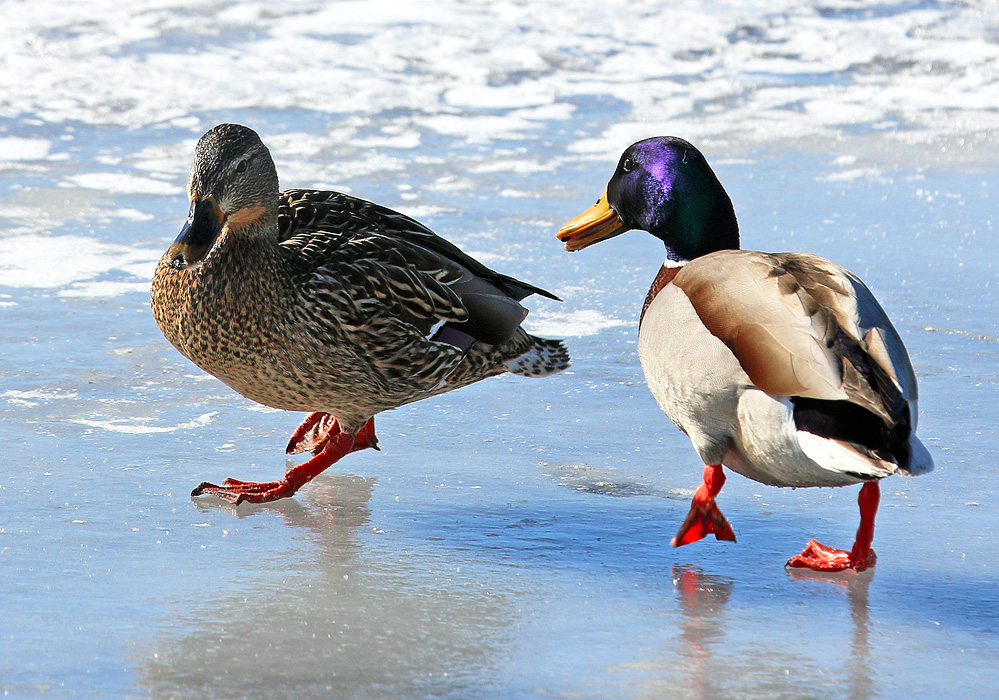 ������ �������