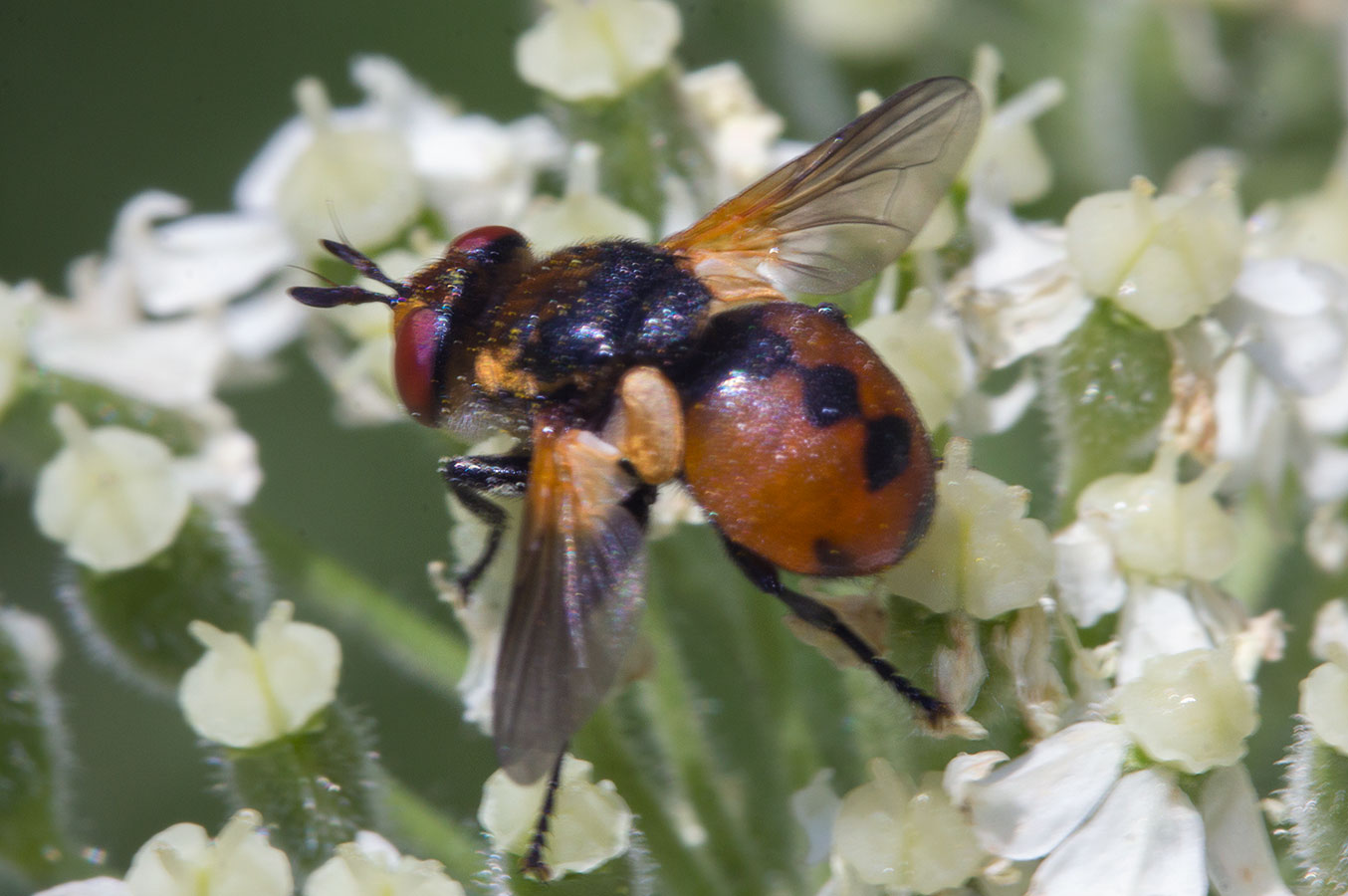  Gymnosoma