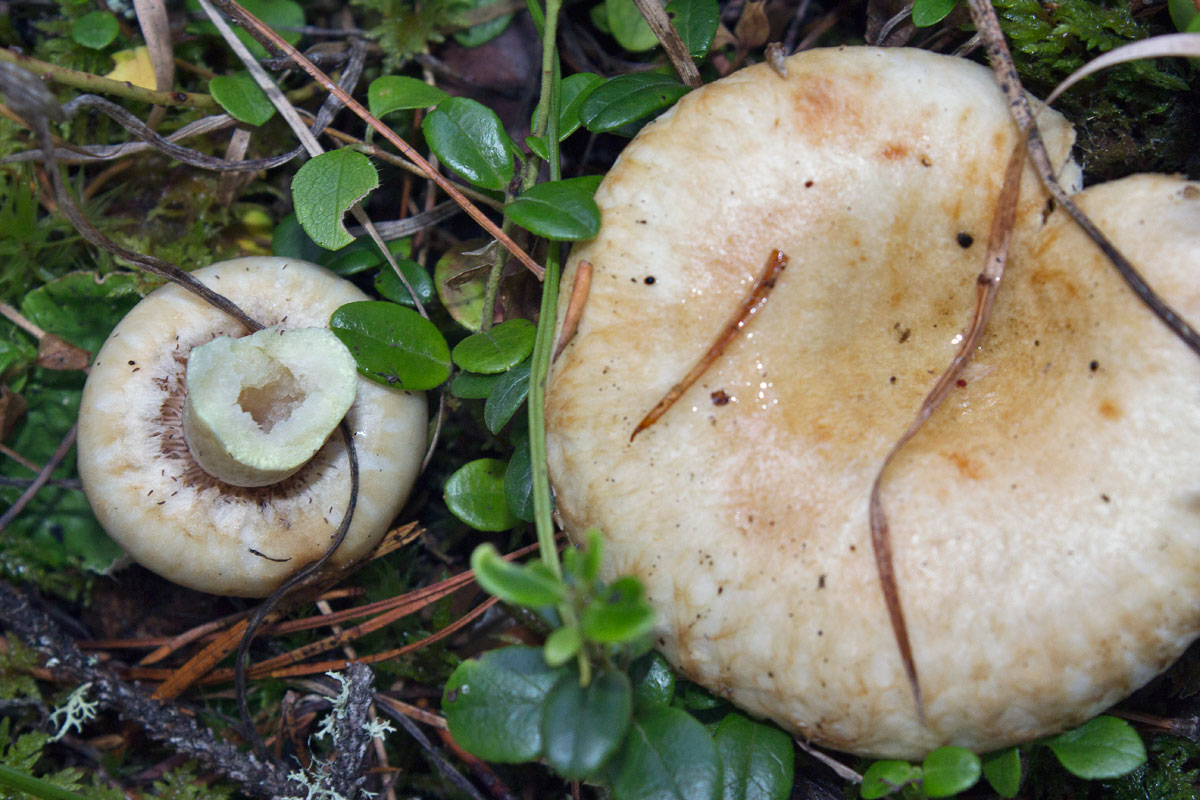    Lactarius