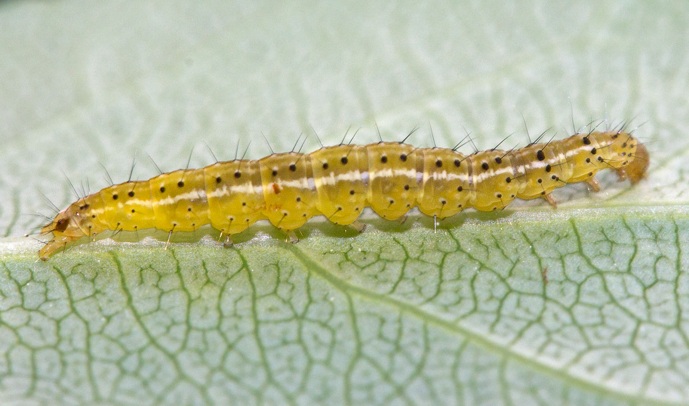    Ypsolopha parenthesella