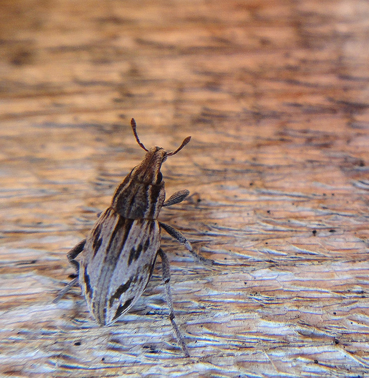 Coniocleonus_1