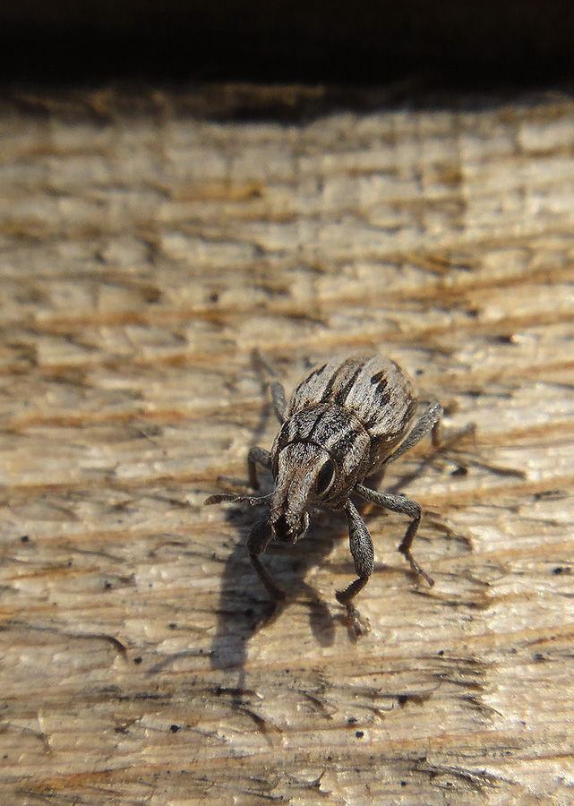 Coniocleonus_2