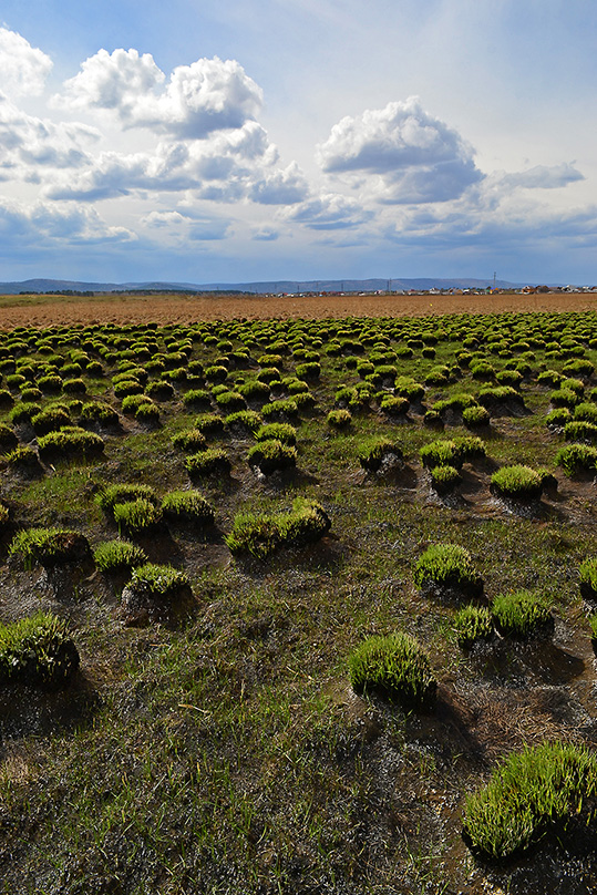 ������ ������