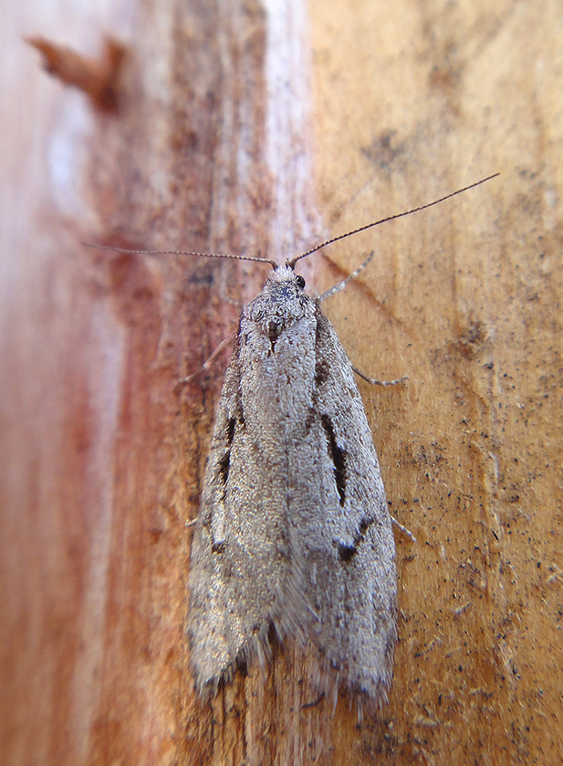 Chimabachidae?