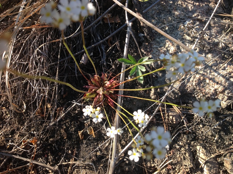 ��������� ����������������