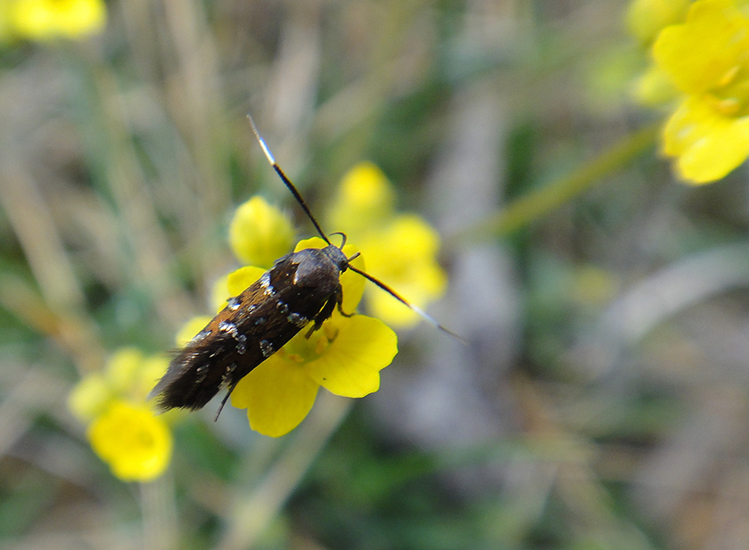 Pancalia leuwenhoekella -  
