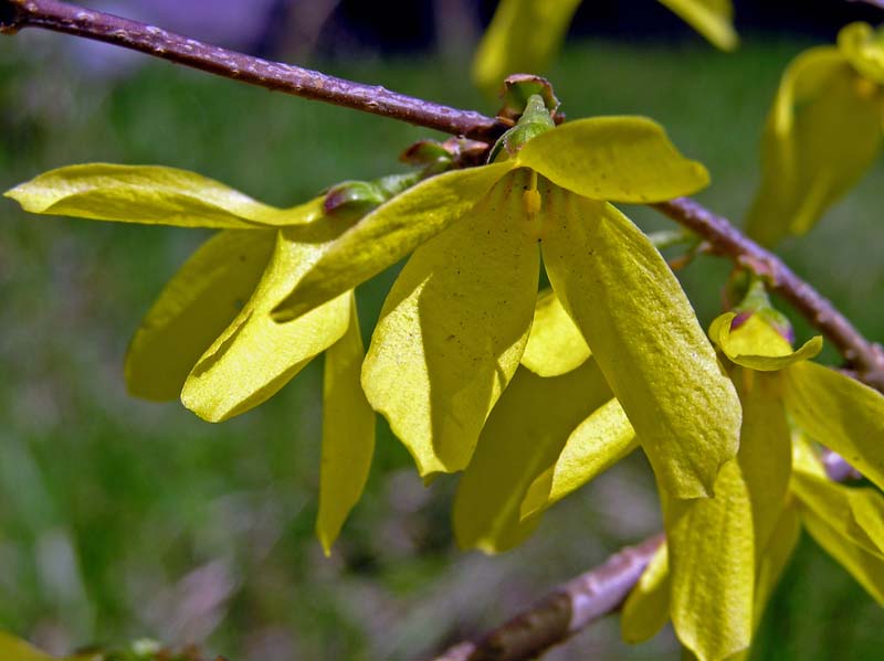 ��� ���� �����������