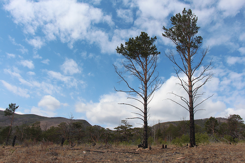 �� �������