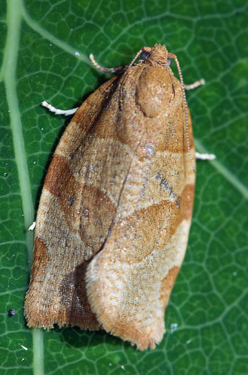    (Pandemis cerasana)