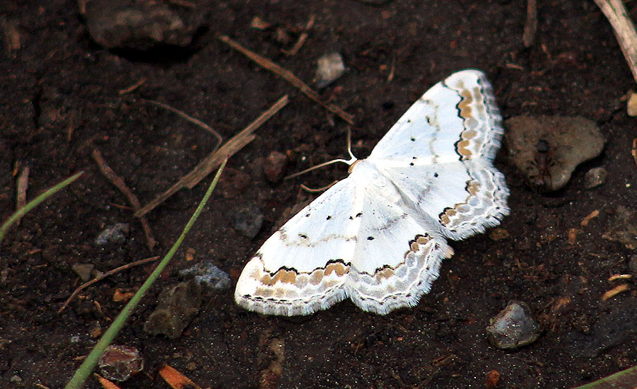  Scopula ornata