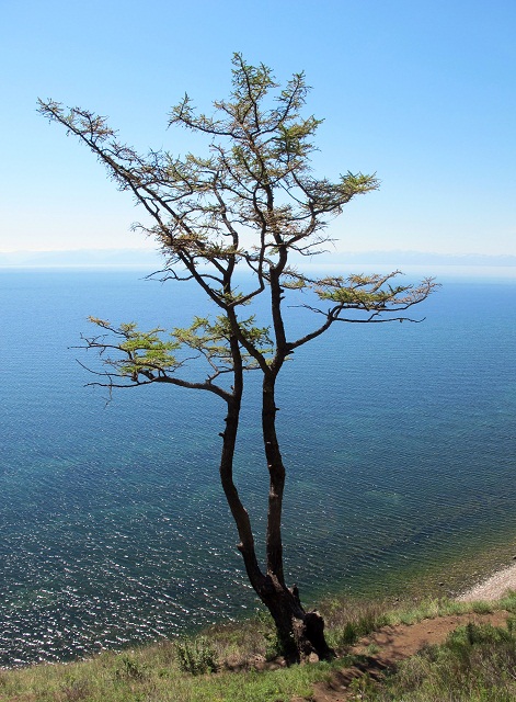 Дерево…
