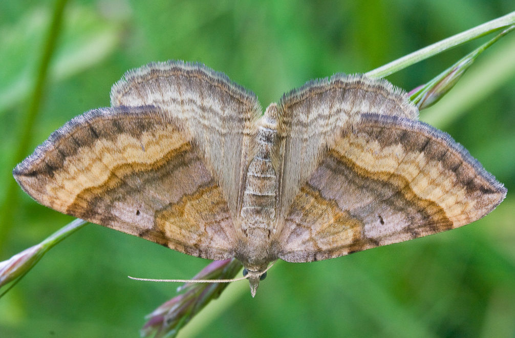   - (Scotopteryx chenopodiata)