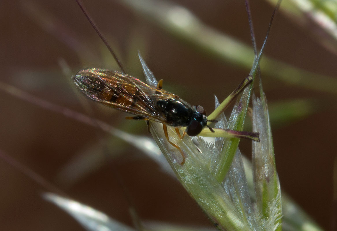 Platycheirus