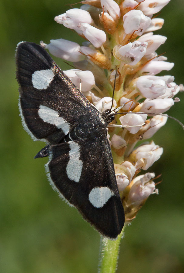   (Anania luctualis)