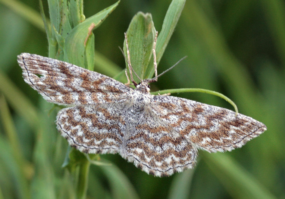    (Scopula immorata)