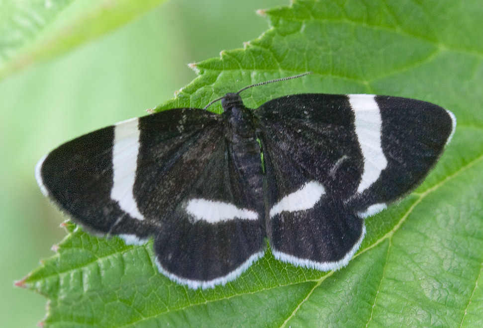   (Baptria tibiale)