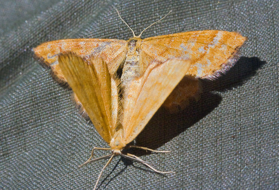    (Idaea serpentata).  ()  