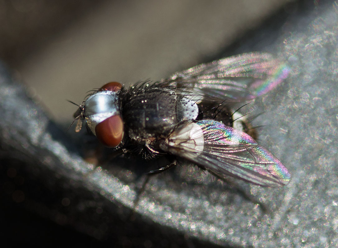   Sphenometopa