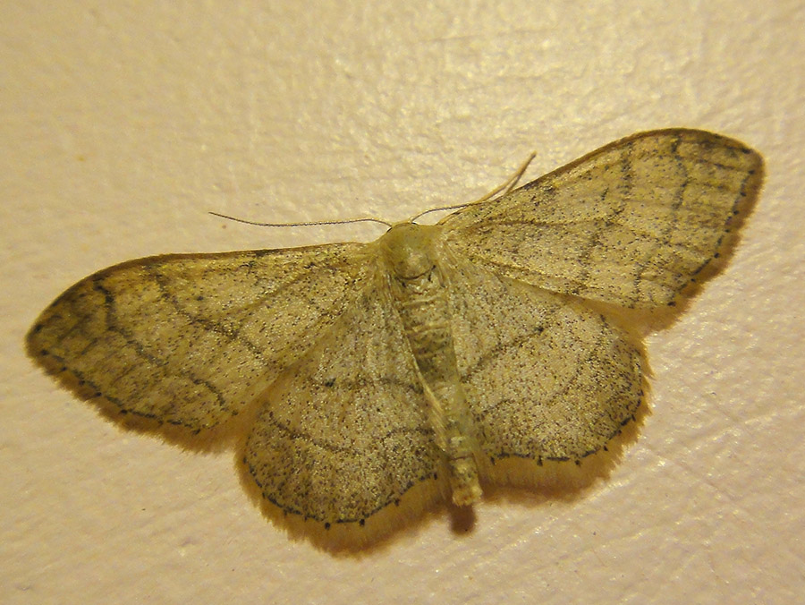 Idaea?