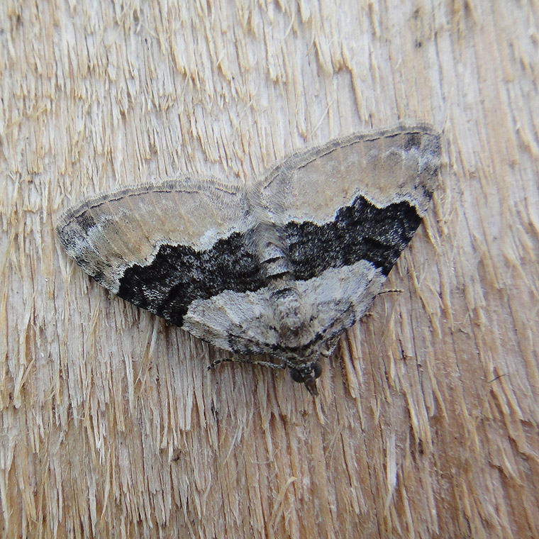 Xanthorhoe decoloraria?